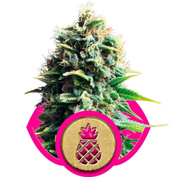 Pineapple Kush - All Products - Root Catalog