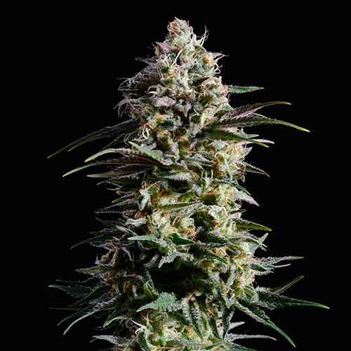 Pure Skunk Go Fast - All Products - Root Catalog