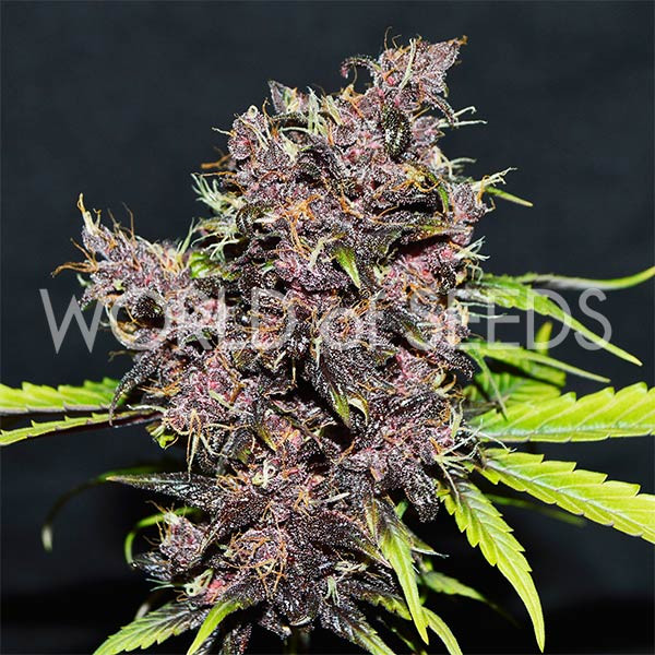 Purple Afghan Kush Ryder - All Products - Root Catalog