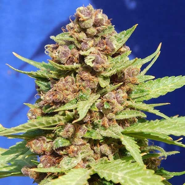 Purple Punch Cookies - All Products - Root Catalog