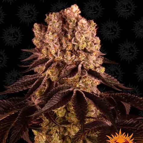 PURPLE PUNCH - All Products - Root Catalog