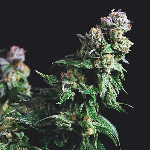 Purple Urkle  - All Products - Root Catalog