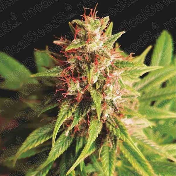 Red Cross CBD - All Products - Root Catalog