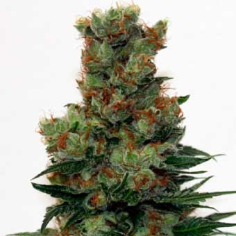Ripper Badazz Regular - 12 Seeds - All Products - Root Catalog