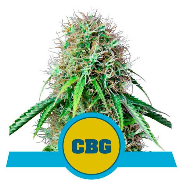 Royal CBG Automatic - All Products - Root Catalog