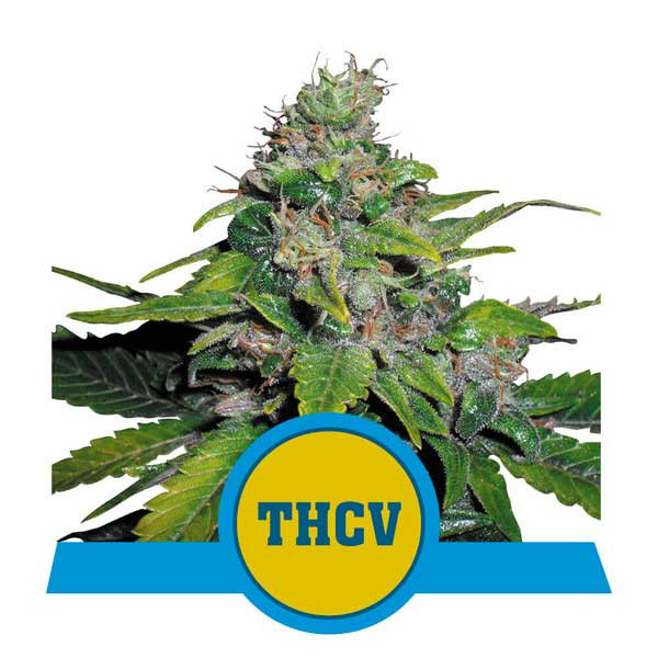 Royal THCV - All Products - Root Catalog