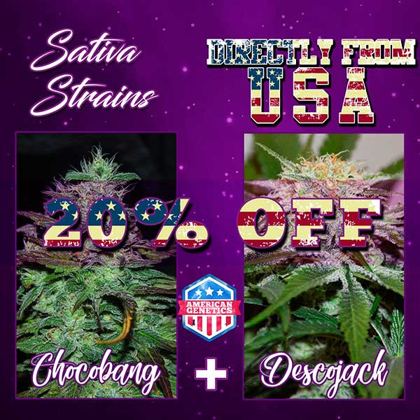 SATIVA DEAL PACK - CHOCOBANG + DESCOJACK - All Products - Root Catalog
