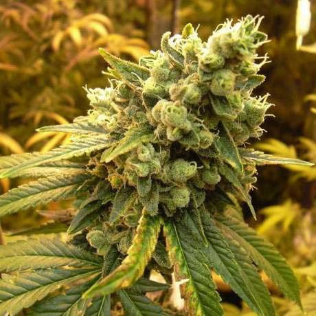 Sativa's Sour Diesel Fem 5 Seeds - All Products - Root Catalog