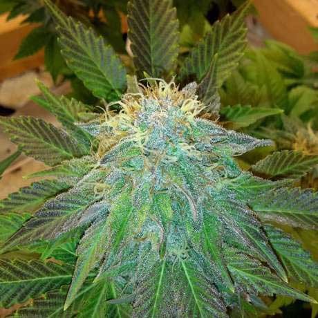 BUBBLELICIOUS AUTO 5 SEEDS - All Products - Root Catalog