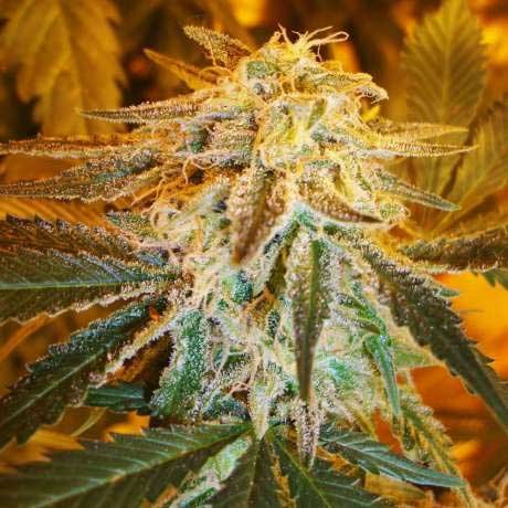 NORTHERN LIGHTS AUTO 5 SEEDS - All Products - Root Catalog