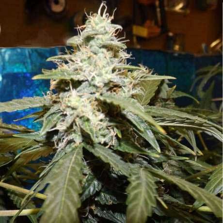 SHORT RIDER AUTO 5 SEEDS - All Products - Root Catalog