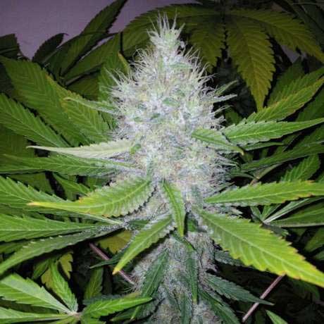 BLACKBERRY FEM 5 SEEDS - All Products - Root Catalog