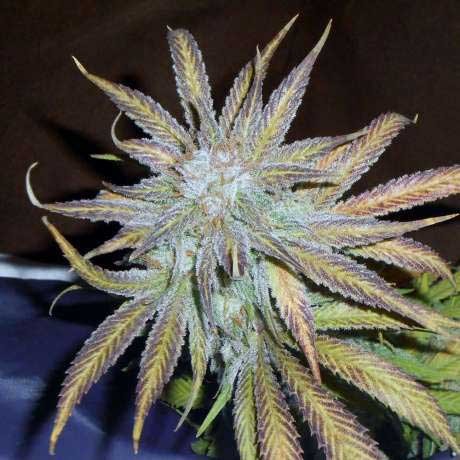 BLUE MYSTIC FEM 5 SEEDS - All Products - Root Catalog