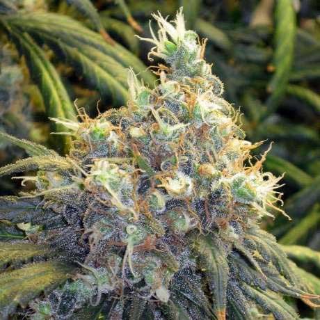 BUBBLELICIOUS FEM 5 SEEDS - All Products - Root Catalog