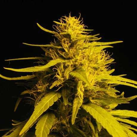 HAZE 1 FEM 5 SEEDS - All Products - Root Catalog