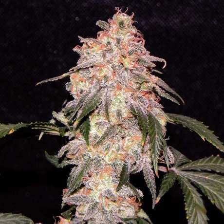 AURORA INDICA FEM 5 SEEDS - All Products - Root Catalog