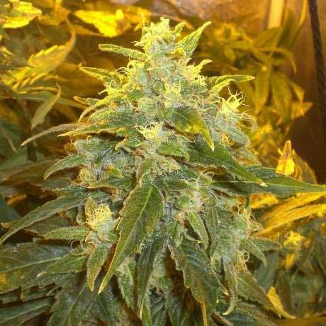 NORTHERN LIGHTS FEM 5 SEEDS - All Products - Root Catalog