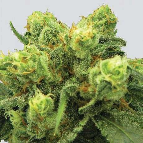Pre-99 Big Bud Fem 5 Seeds - All Products - Root Catalog