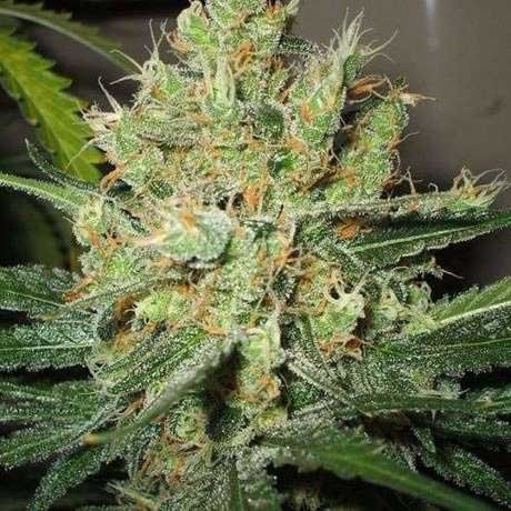 PURE POWER PLANT FEM 5 SEEDS - All Products - Root Catalog
