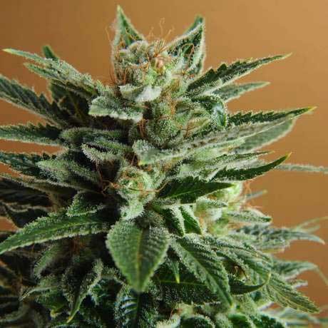SNOW WHITE FEM 5 SEEDS - All Products - Root Catalog