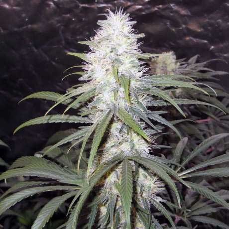 STERLING HAZE FEM 5 SEEDS - All Products - Root Catalog