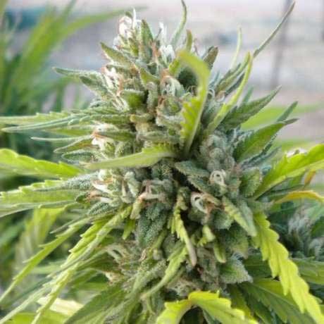 WHITE RHINO FEM 5 SEEDS - All Products - Root Catalog