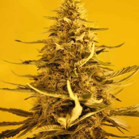 White Widow Auto 5 Seeds - All Products - Root Catalog