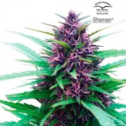 SHAMAN - All Products - Root Catalog