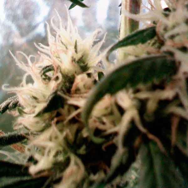  Skunk Haze  - 15 seeds - All Products - Root Catalog