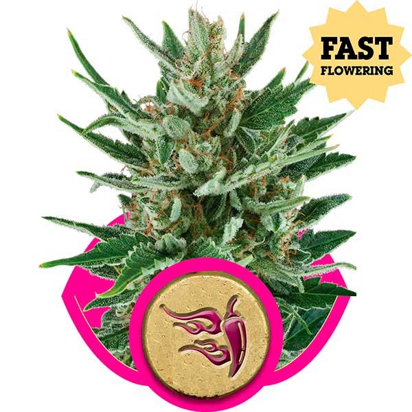 Speedy Chile (Fast Flowering) - All Products - Root Catalog