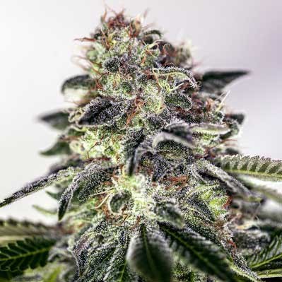 Sticky Dream Express - 5 seeds - All Products - Root Catalog