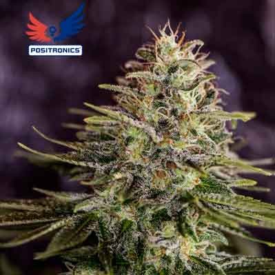 Sticky Dream - 5 seeds - All Products - Root Catalog
