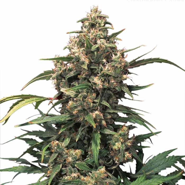 Strawberry Cough - All Products - Root Catalog