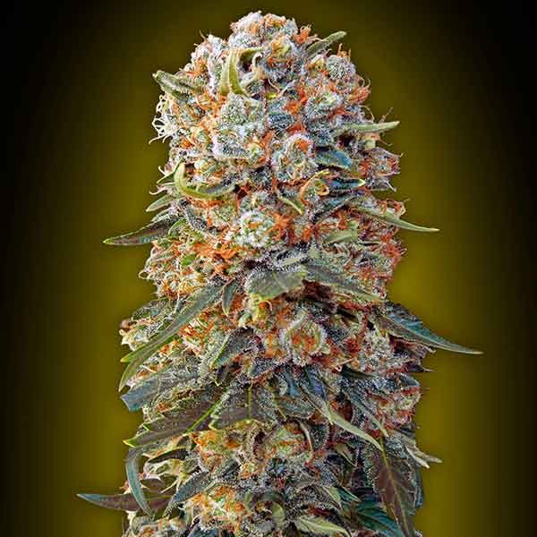 Sweet Critical - 5 seeds - All Products - Root Catalog