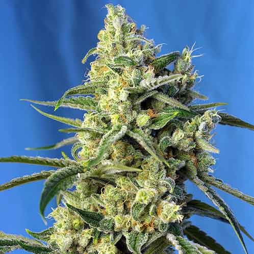 Sweet Amnesia Haze - All Products - Root Catalog