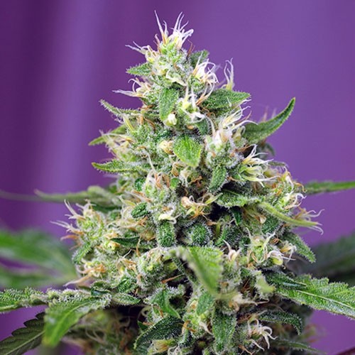 Sweet Amnesia Haze XL Auto - All Products - Root Catalog