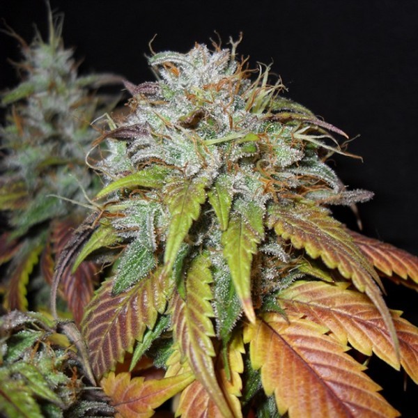 SWISS CHEESE FEM 5 SEEDS - All Products - Root Catalog
