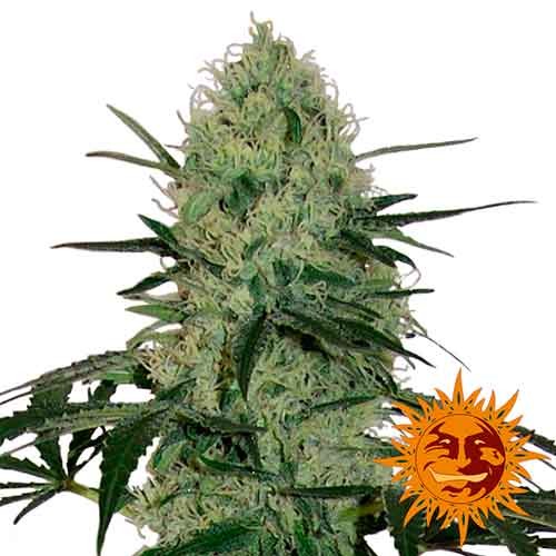 TANGERINE DREAM AUTO  - All Products - Root Catalog