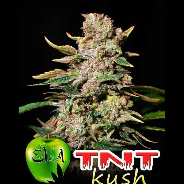 TNT KUSH - All Products - Root Catalog