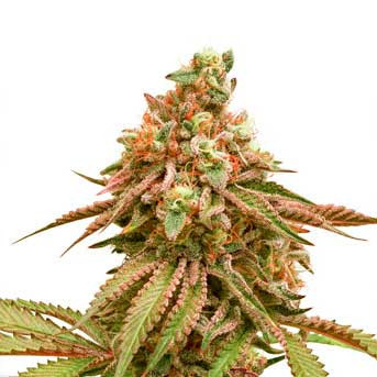 Tropical Tangie - All Products - Root Catalog