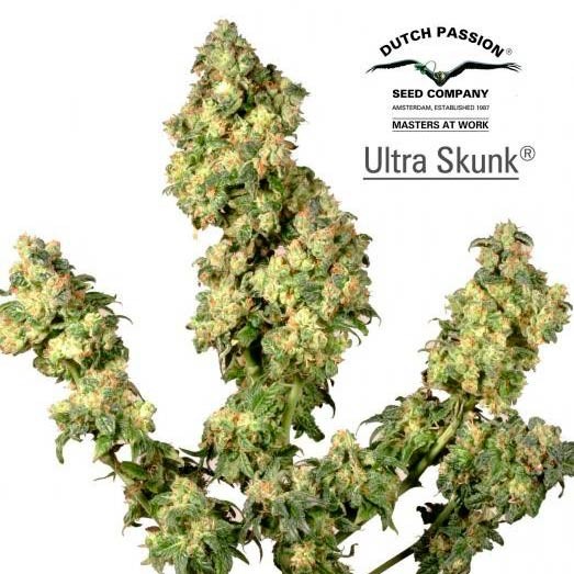 Ultra Skunk - All Products - Root Catalog