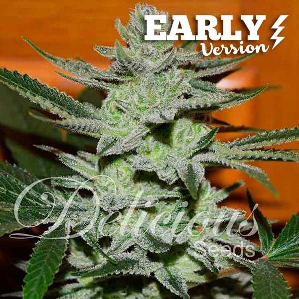 UNKNOWN KUSH EARLY VERSION - All Products - Root Catalog