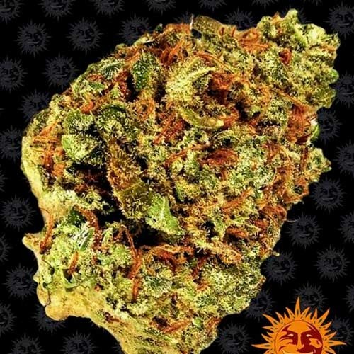 WATERMELON ZKITTLEZ AUTO - All Products - Root Catalog