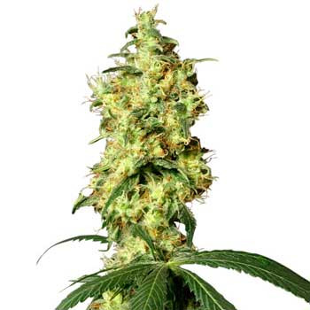 White Widow Automatic - 10 Seeds - All Products - Root Catalog