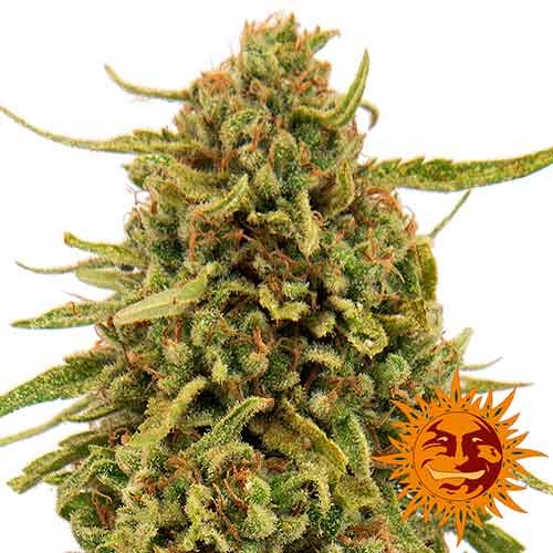 WIDOW REMEDY REGULAR - 10 seeds - All Products - Root Catalog