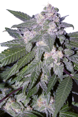 AUTO BLUE - 5 UNDS. (SEED MAKERS) - Todos los Productos - Root Catalog