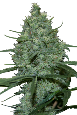 CRITICAL - 5 UNDS. (SEED MAKERS) - Todos los Productos - Root Catalog