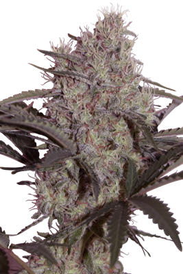 JACK WIDOW - 5 UNDS. (SEED MAKERS) - Todos los Productos - Root Catalog