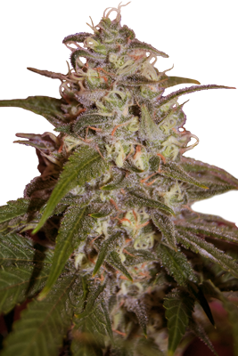 ORANGE LIGHT - 5 UNDS. (SEED MAKERS) - Todos los Productos - Root Catalog