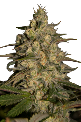 SILVER JACK - 5 UNDS. (SEED MAKERS) - Todos los Productos - Root Catalog